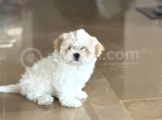 Shihtzu Yavrumuz görsel