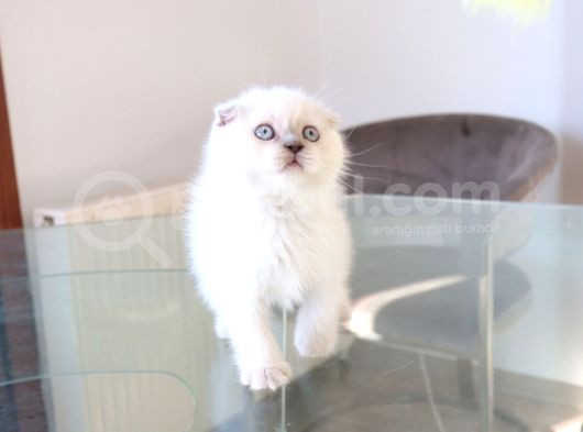 Scottish Fold Lilac Dişi Yavrum görsel