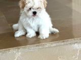 Shihtzu Yavrumuz