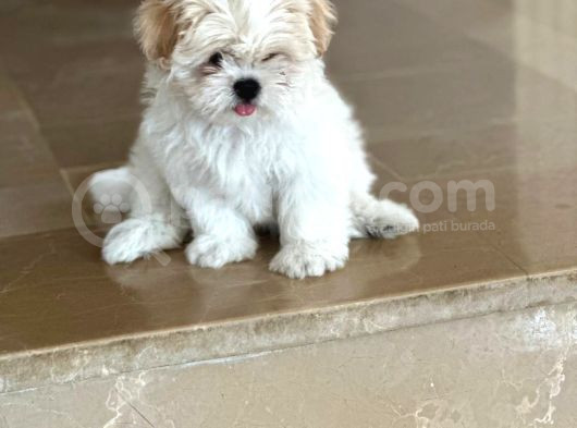Shihtzu Yavrumuz görsel