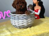 Latte Tadında Toy Poodle Yavrularımız