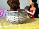 Latte Tadında Toy Poodle Yavrularımız