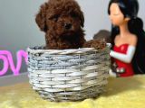 Latte Tadında Toy Poodle Yavrularımız