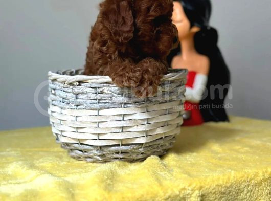 Latte Tadında Toy Poodle Yavrularımız görsel