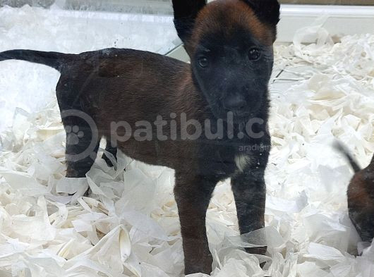 A Kalite Malinoa Yavrular