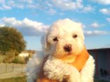 Show Kalite Sweet Baby