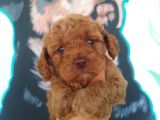 Çiftlik garantili toy poodle bebeklerimiz