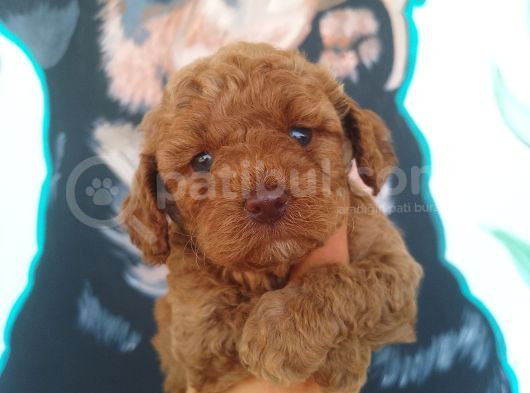 Çiftlik garantili toy poodle bebeklerimiz