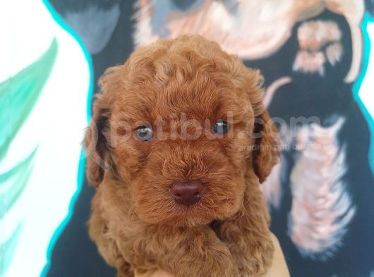Çiftlik Garantili Toy Poodle Bebeklerimiz görsel