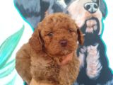 Çiftlik Garantili Toy Poodle Bebeklerimiz