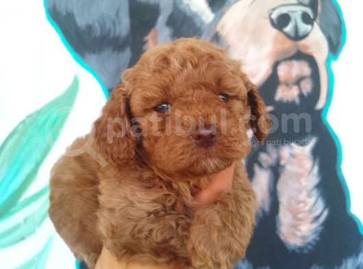 Çiftlik Garantili Toy Poodle Bebeklerimiz görsel
