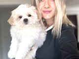Shihtzu Yavrumuz
