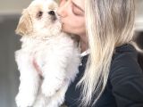 Shihtzu Yavrumuz