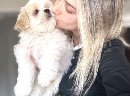 Shihtzu Yavrumuz görsel