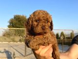Toy poodle