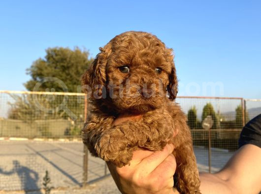 Toy poodle