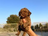 Toy Poodle