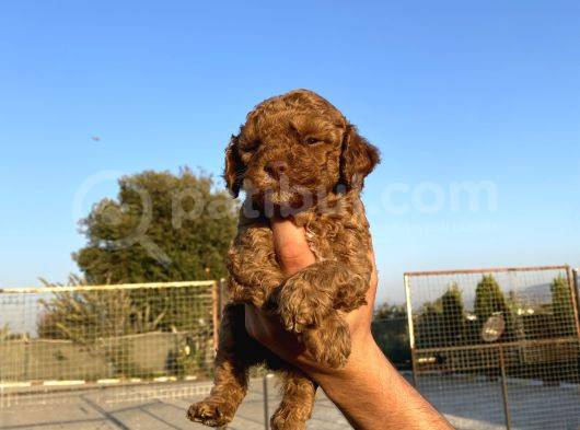 Toy Poodle görsel