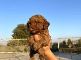 Toy Poodle