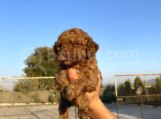 Toy Poodle görsel