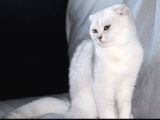 Secereli Dişi Scottish Fold