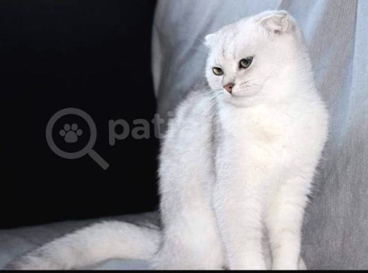 Secereli Dişi Scottish Fold görsel