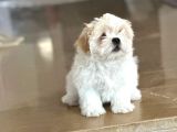 Shihtzu Yavrumuz