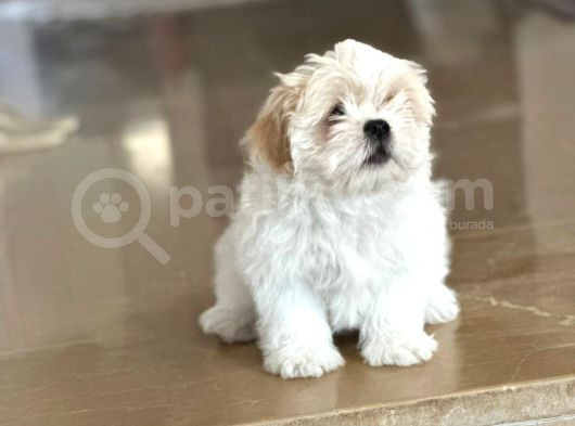 Shihtzu Yavrumuz görsel