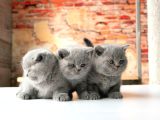 Top Kafa Gri̇ Bri̇ti̇sh Shorthai̇r Yavrular