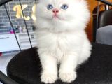 Pamuk gibi British Longhair