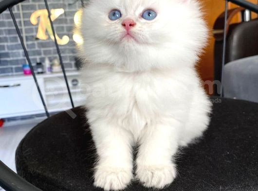 Pamuk gibi British Longhair