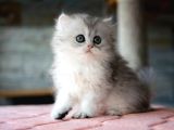 Güzeller Güzeli Silver British Longhair