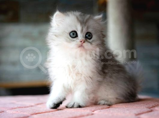 Güzeller Güzeli Silver British Longhair