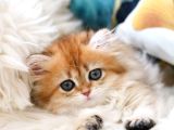 Golden British Longhair