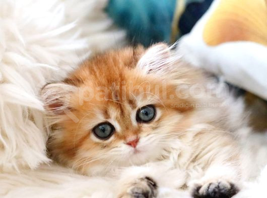Golden British Longhair