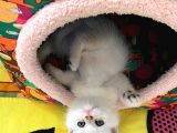 British Shorthair Kedi Sahiplendirme