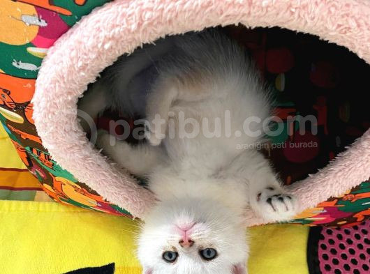 British Shorthair Kedi Sahiplendirme görsel