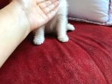 British Shorthair Kedi Sahiplendirme