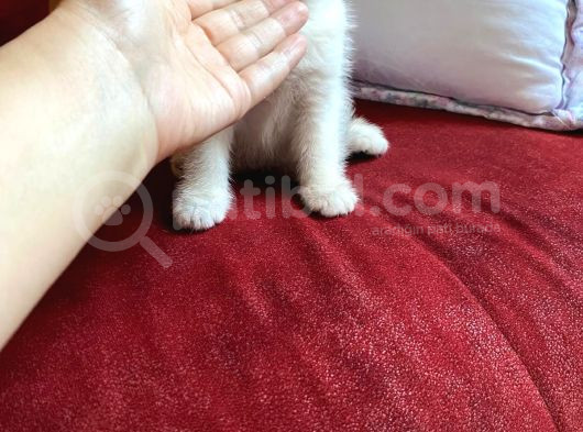 British Shorthair Kedi Sahiplendirme görsel