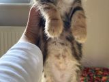 British Shorthair Kedi Sahiplendirme