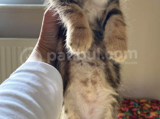 British Shorthair Kedi Sahiplendirme görsel