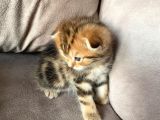 British Shorthair Kedi Sahiplendirme