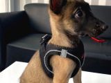 K9 Polis Köpeği Belçika Kurdu Yavrular
