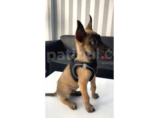 K9 Polis Köpeği Belçika Kurdu Yavrular
