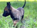 Belçika Malinois Kurdu Yavrularımız Çiftliğimizden Sizlerle