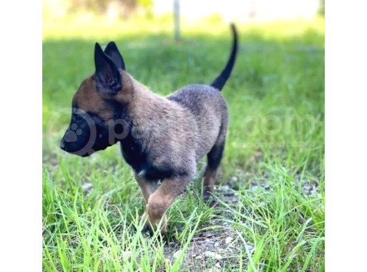 Belçika Malinois Kurdu Yavrularımız Çiftliğimizden Sizlerle