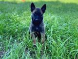 Belçika Malinois Kurdu Yavrularımız Çiftliğimizden Sizlerle