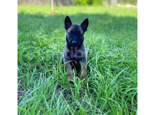 Belçika Malinois Kurdu Yavrularımız Çiftliğimizden Sizlerle görsel