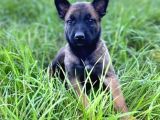 Belçika Malinois Kurdu Yavrularımız Çiftliğimizden Sizlerle