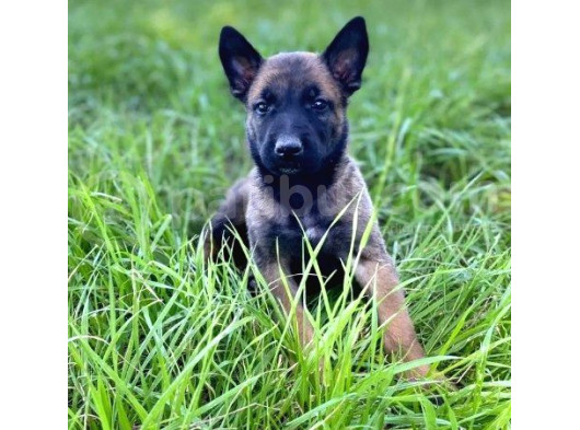 Belçika Malinois Kurdu Yavrularımız Çiftliğimizden Sizlerle görsel